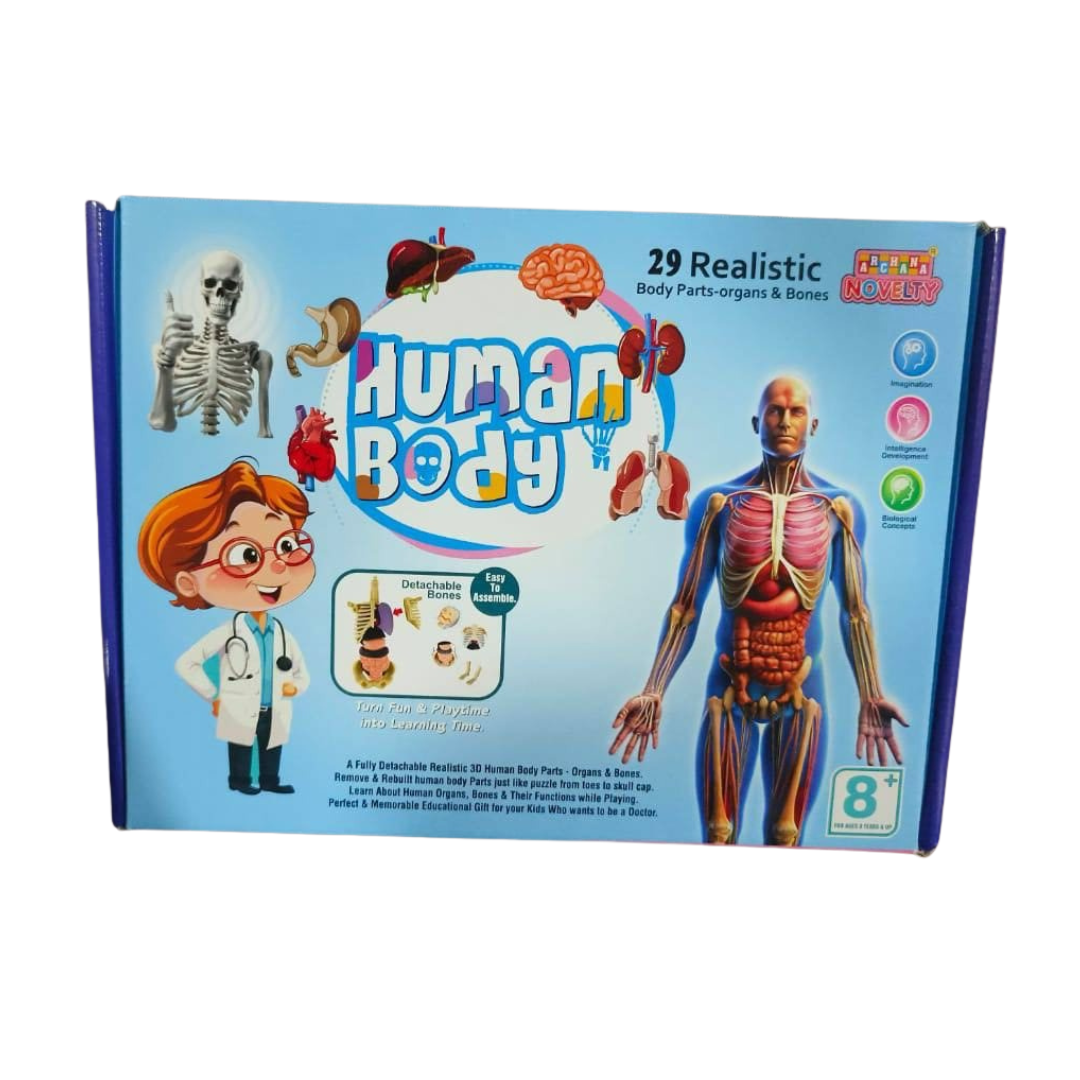 Human Body 3D Model for Kids – 29-Piece 3D Anatomy Kit