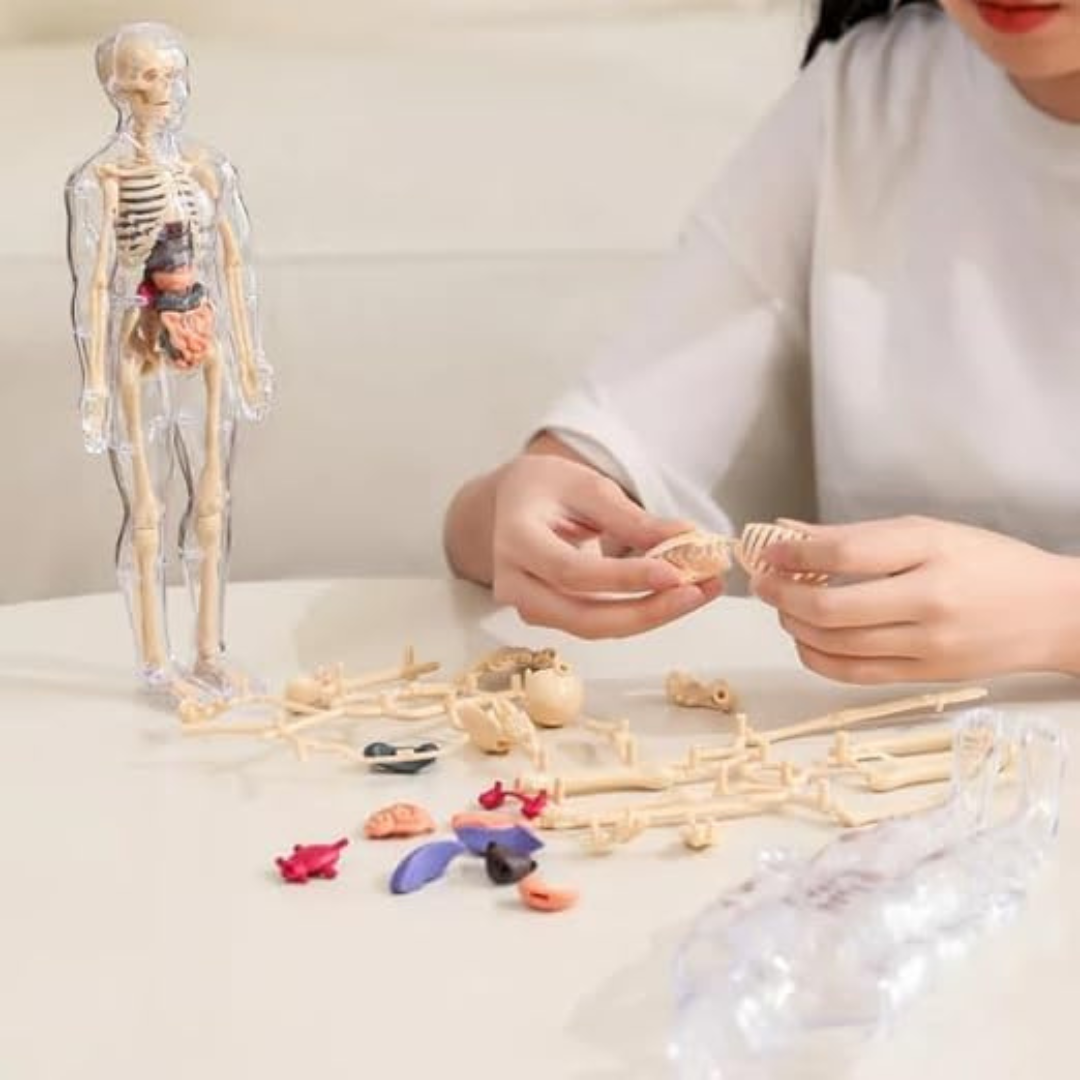 Human Body 3D Model for Kids – 29-Piece 3D Anatomy Kit