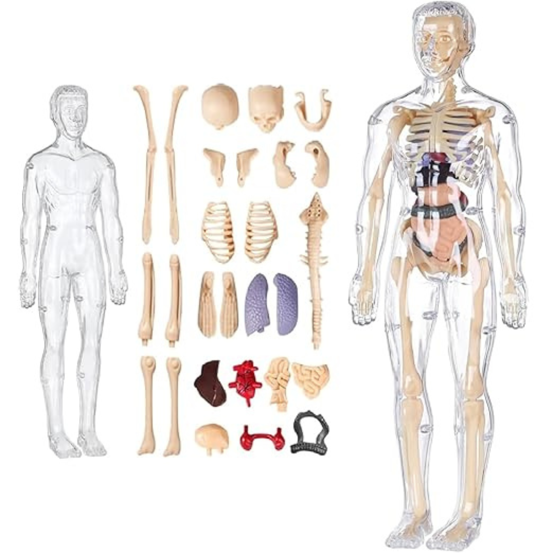 Human Body 3D Model for Kids – 29-Piece 3D Anatomy Kit