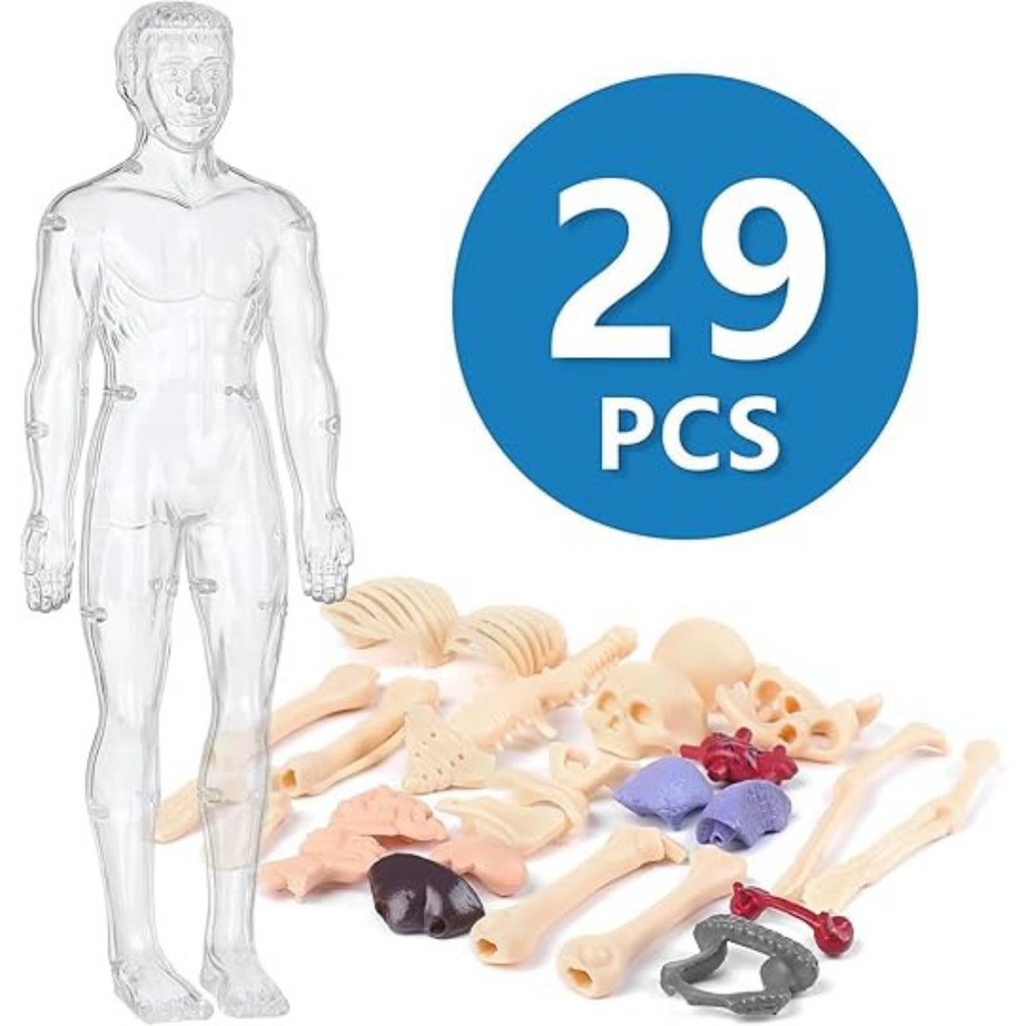 Human Body 3D Model for Kids – 29-Piece 3D Anatomy Kit