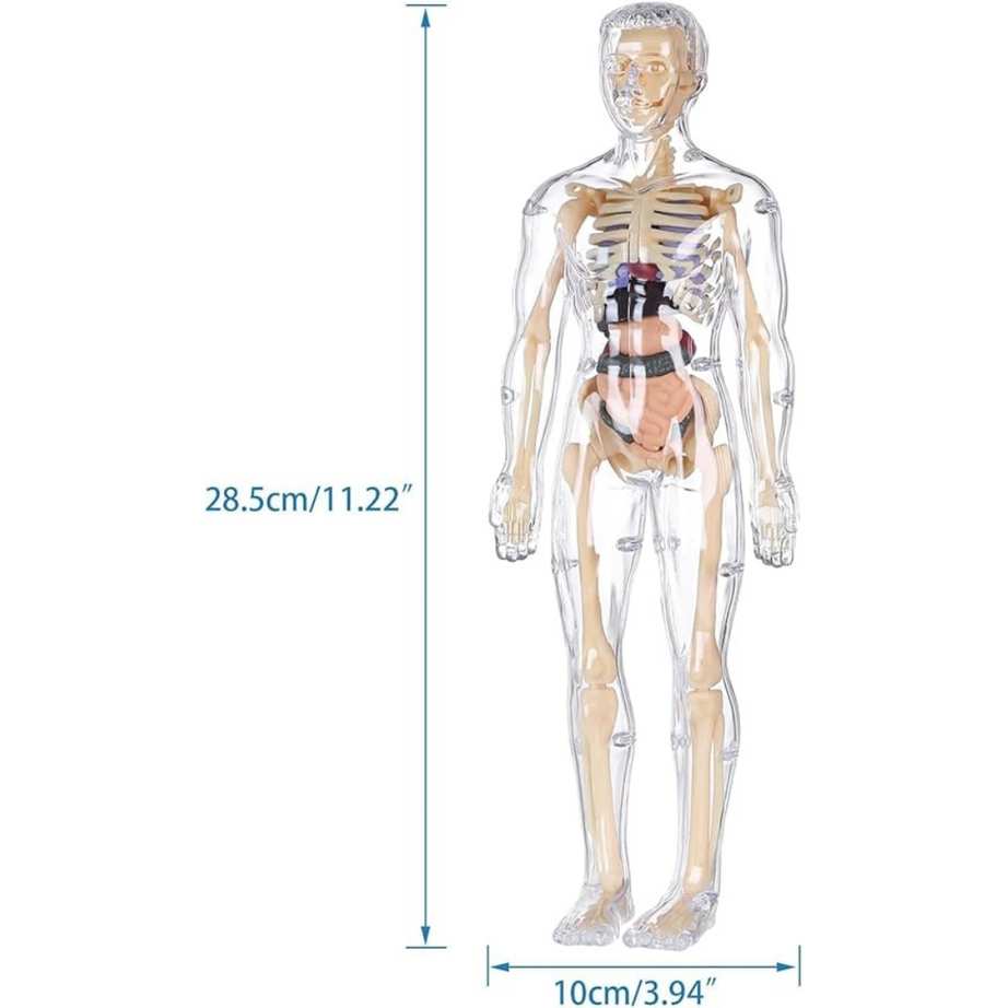 Human Body 3D Model for Kids – 29-Piece 3D Anatomy Kit