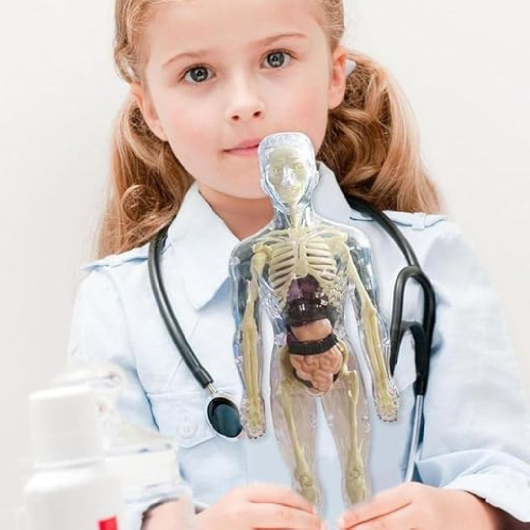 Human Body 3D Model for Kids – 29-Piece 3D Anatomy Kit