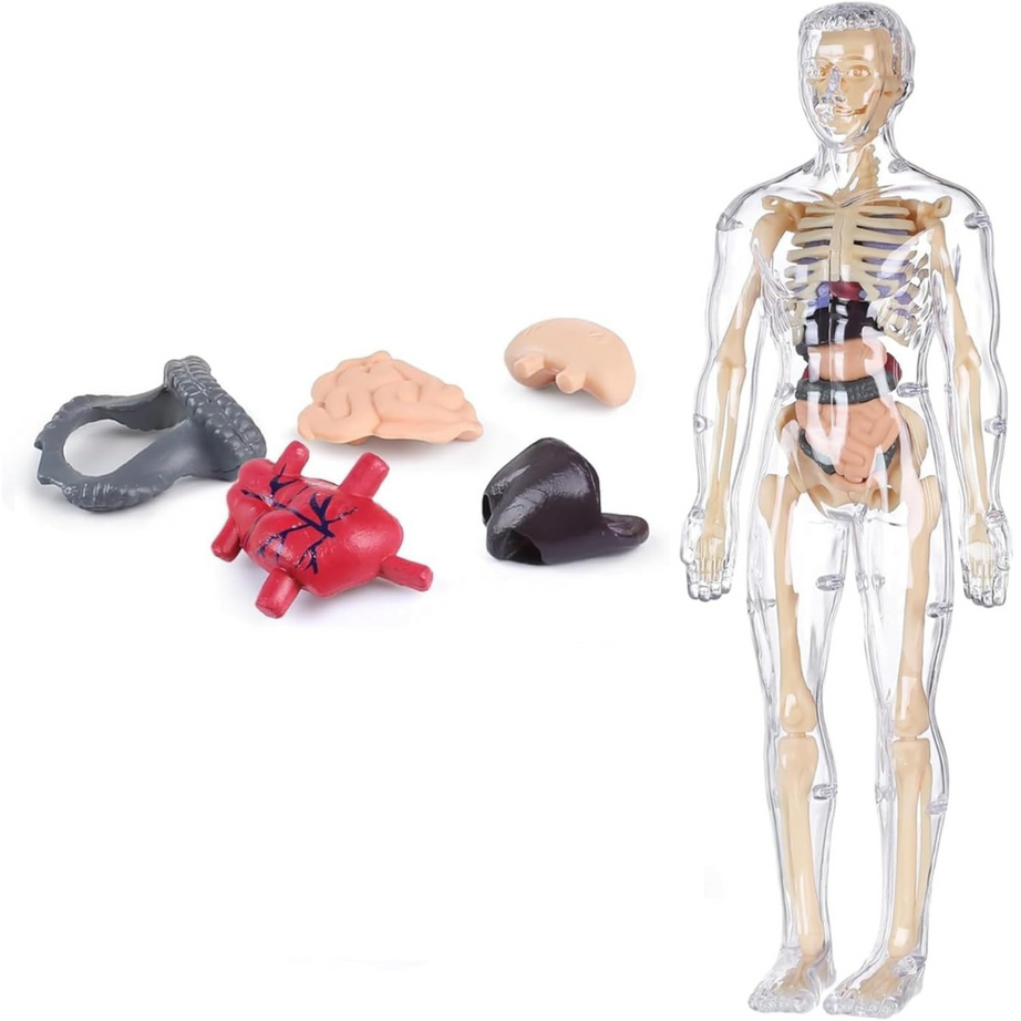 Human Body 3D Model for Kids – 29-Piece 3D Anatomy Kit