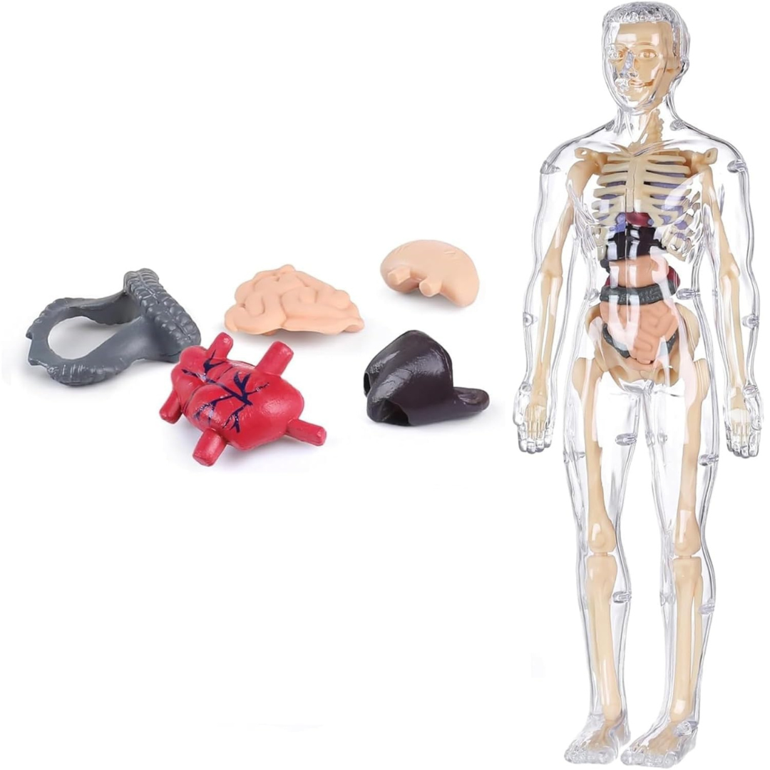 Human Body 3D Model for Kids – 29-Piece 3D Anatomy Kit