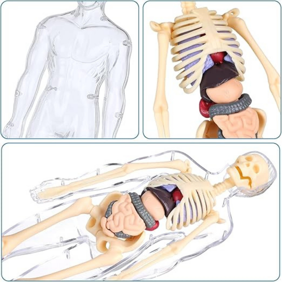 Human Body 3D Model for Kids – 29-Piece 3D Anatomy Kit
