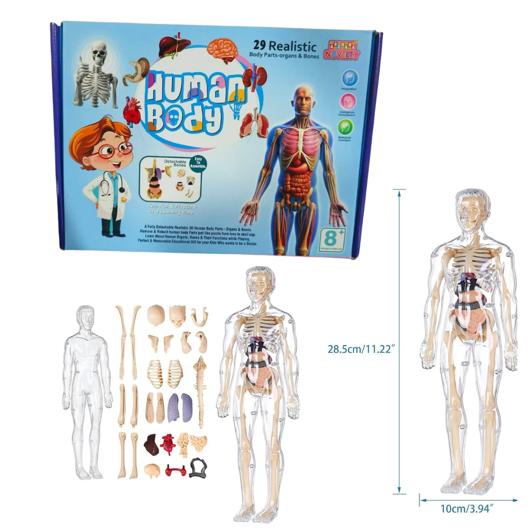 Human Body 3D Model for Kids – 29-Piece 3D Anatomy Kit
